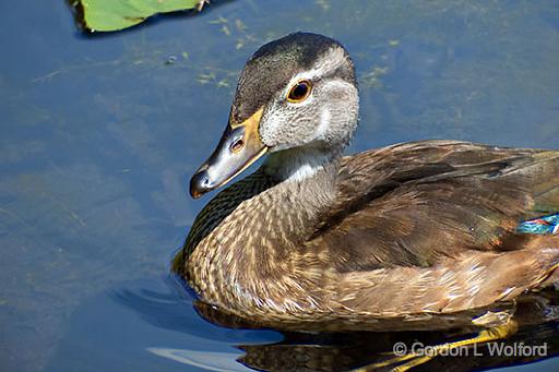 Juvenile Male Wood Duck_DSCF4629.jpg - Juvenile Male Wood Duck (Aix sponsa) photographed at Ottawa, Ontario, Canada.